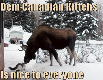 funny-pictures-canadian-cats-are-nice-to-everyone.jpg