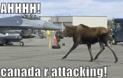 funny-pictures-moose-jet-planes.jpg